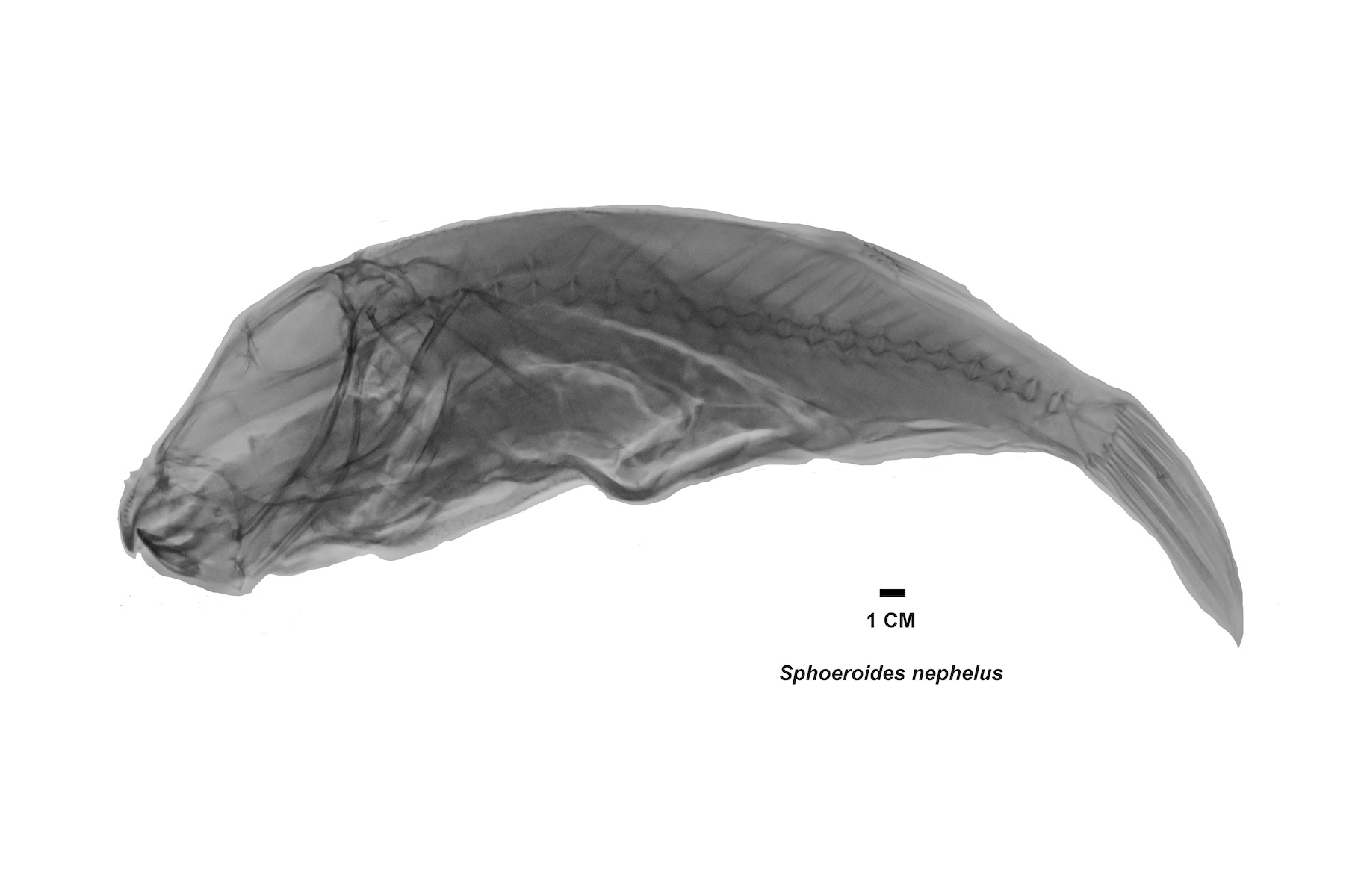 Radiografía especie